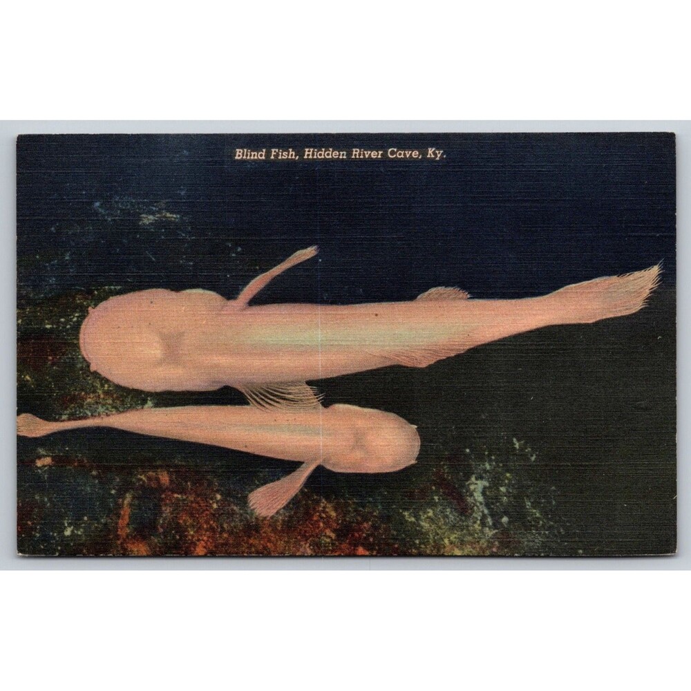 Postcard Kentucky Hidden River Cave Blind Fish Horse Cave 1950 Linen Unposted